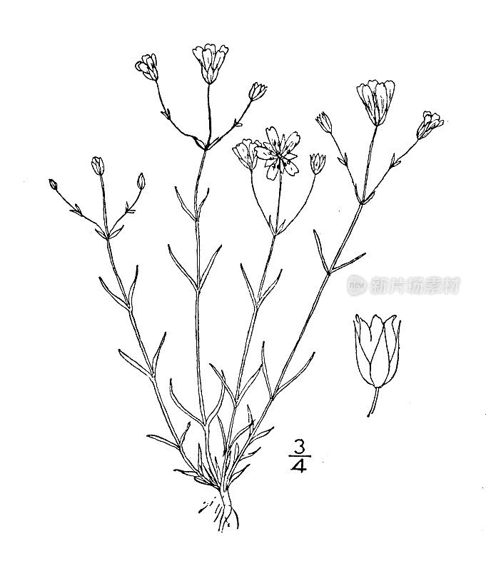 古植物学植物插图:沙丸、沙丸