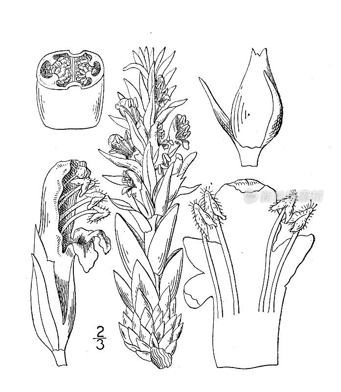 古植物学植物插图:美洲康菲树，平头根