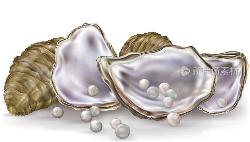 珍珠在牡蛎上一白一白