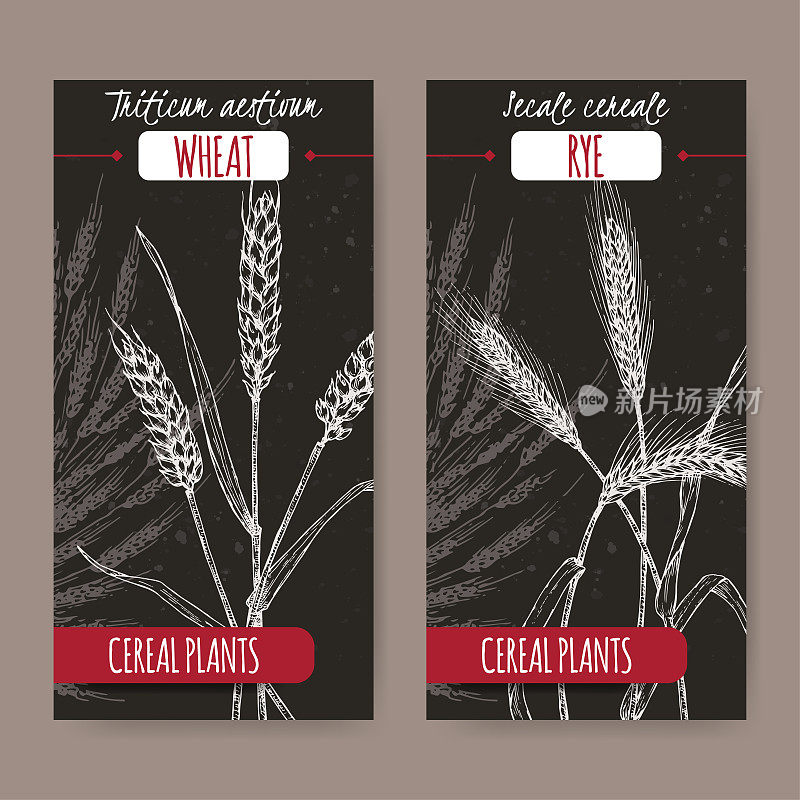 两套标签与面包小麦又名小麦夏小麦和黑麦又名黑麦小麦素描在黑色。