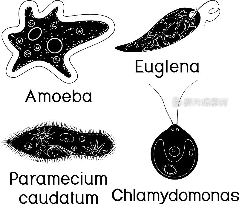 一套单细胞生物(原生动物):尾草履虫、变形阿米巴、衣藻和绿毛绿藻