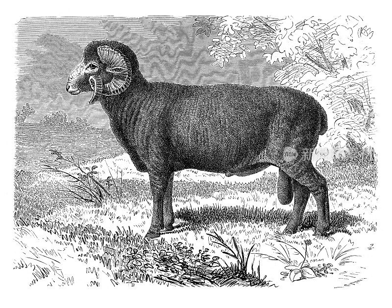 1895年，美利奴绵羊eletographic插图