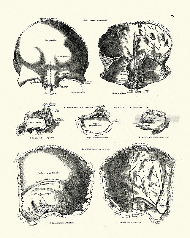额骨，顶骨，颅骨，维多利亚时代的结构图