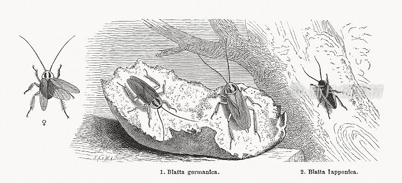 蟑螂，木刻，1884年出版