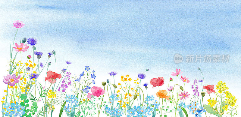一幅各种花卉盛开的春天田野风景的水彩画。横幅背景。