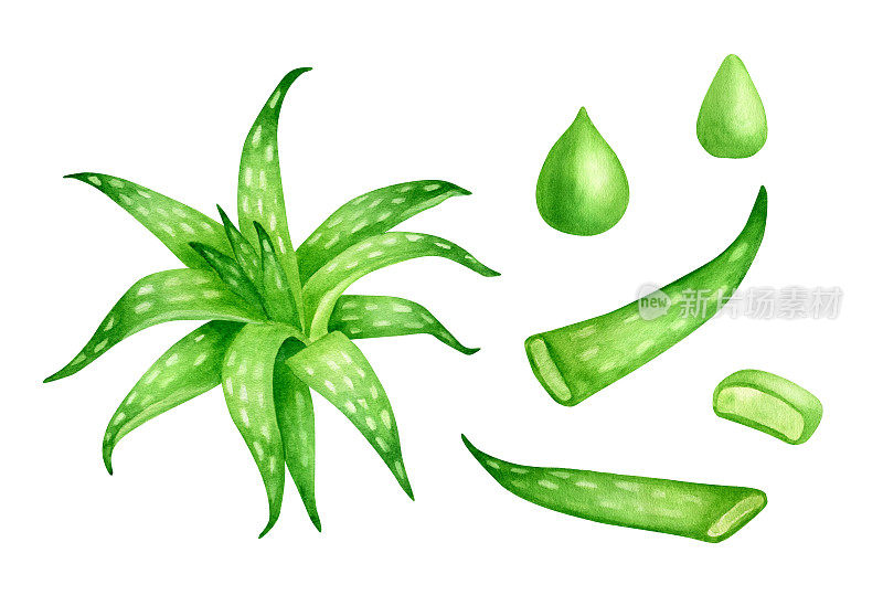 水彩芦荟植物集。手绘常绿多汁草本植物，芦荟汁和油滴，龙舌兰叶孤立在白色背景。植物插图化妆品，包装，设计。