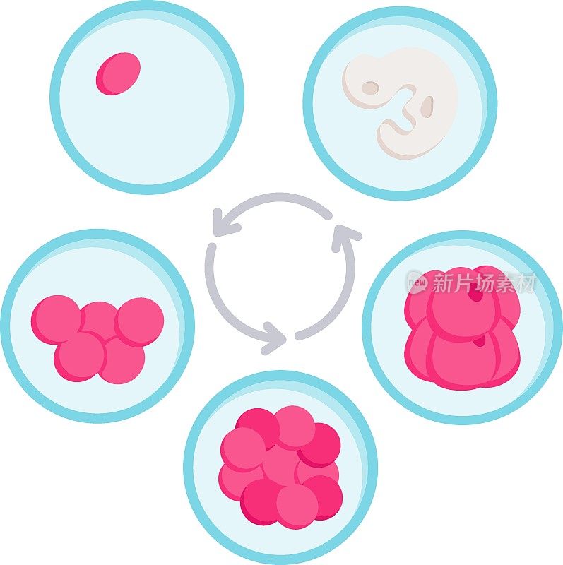 胚胎培养概念矢量彩色图标设计，白色背景试管婴儿符号，妊娠和产科医生符号，试管婴儿程序图库
