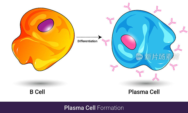B细胞向浆细胞分化的图示
