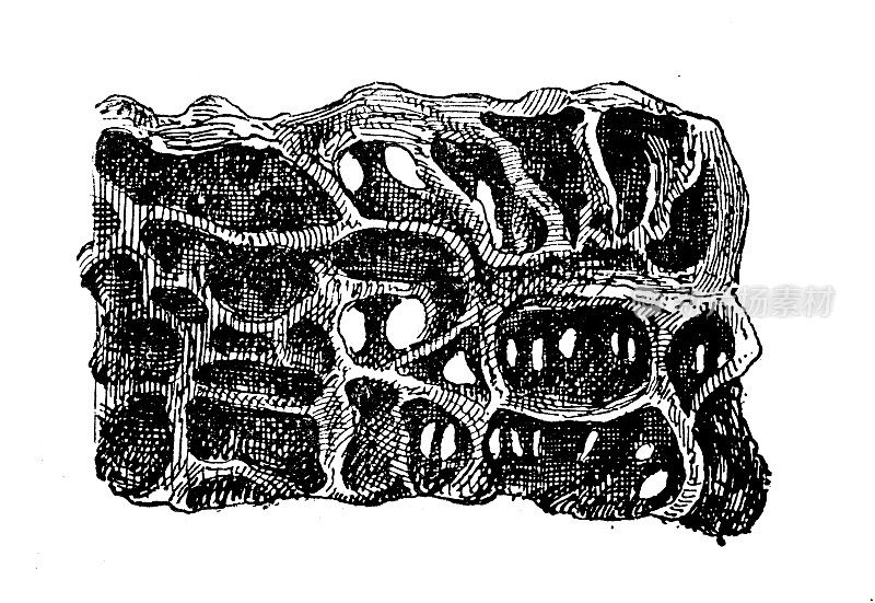 古玩插画:蚁巢