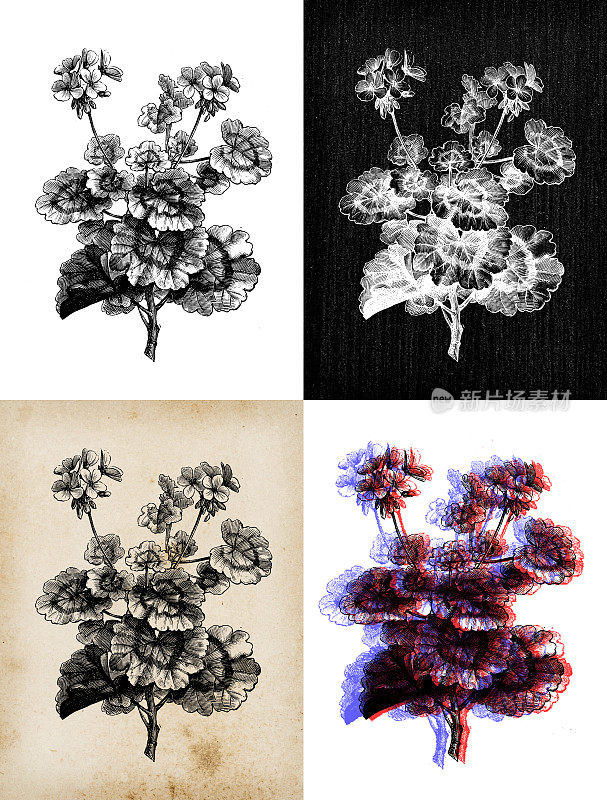古植物学插图:天竺葵、马蹄天竺葵、野牡丹