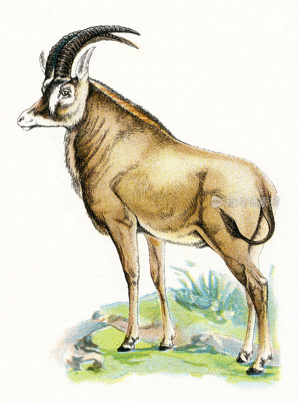 马羚羊插图1899