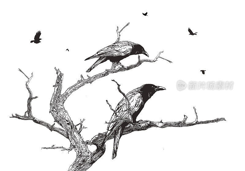 乌鸦栖息在枯树上