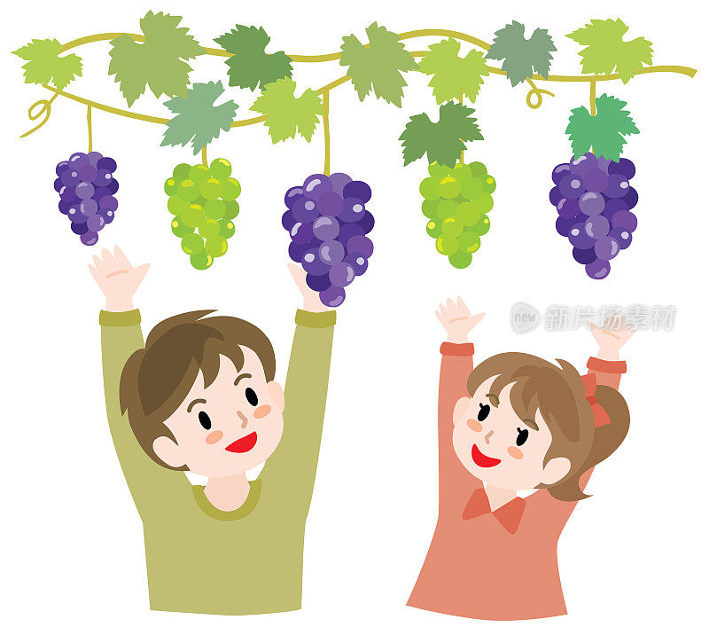 孩子们摘葡萄的插图。