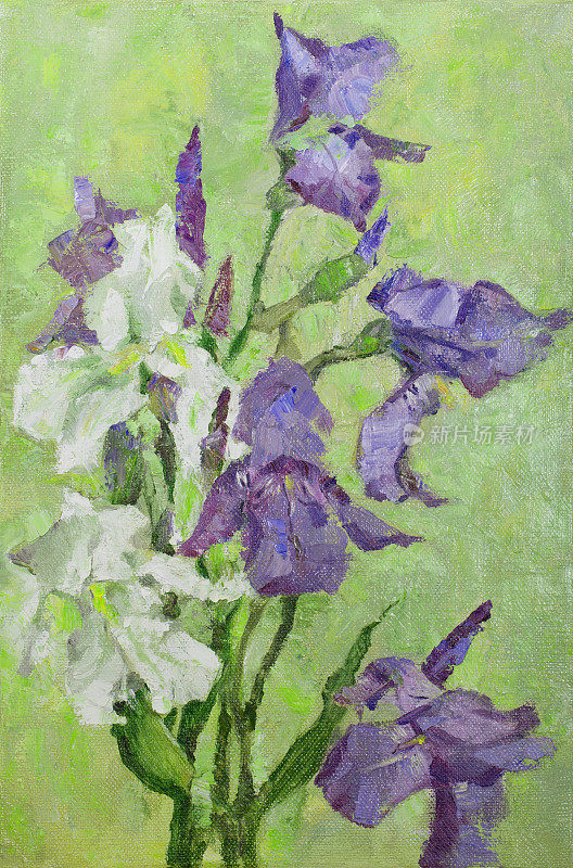 插图艺术品油画花卉景观盛开白色和蓝色的鸢尾花