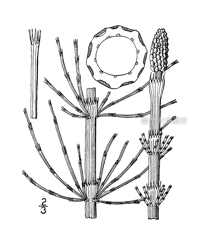 古植物学植物插图:木贼，沼泽马尾