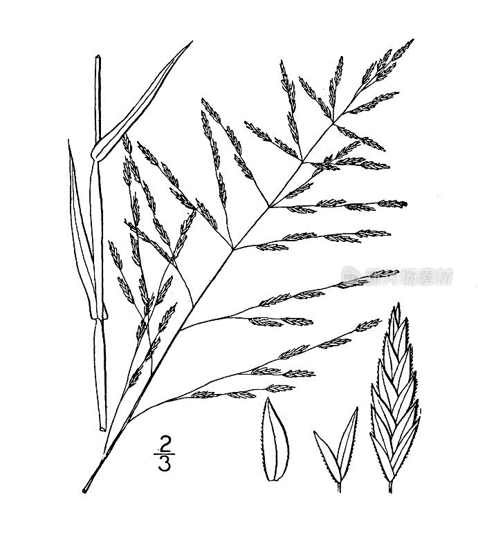 古植物学植物插图:画眉草、短柄画眉草
