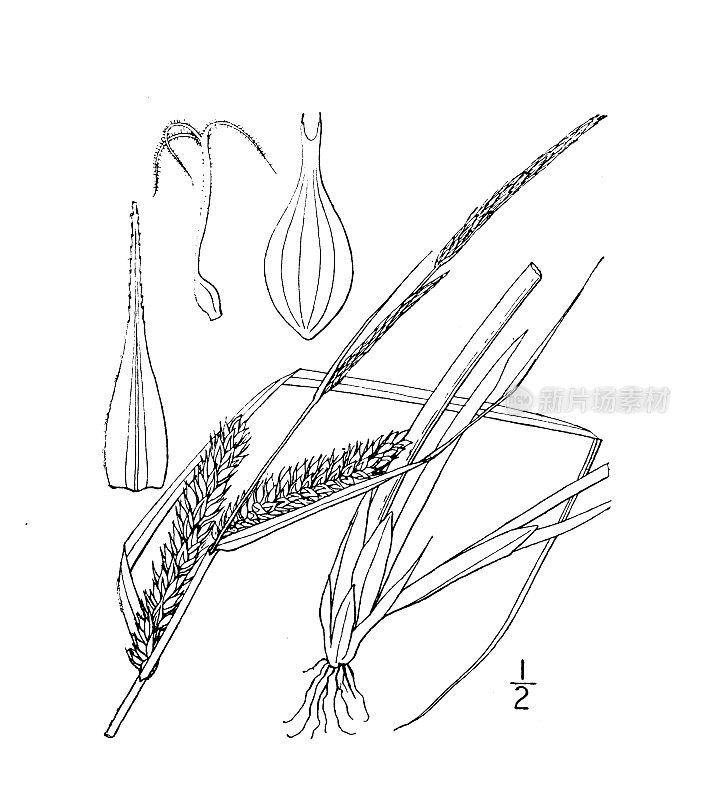 古植物学植物插图:苔草、莎草