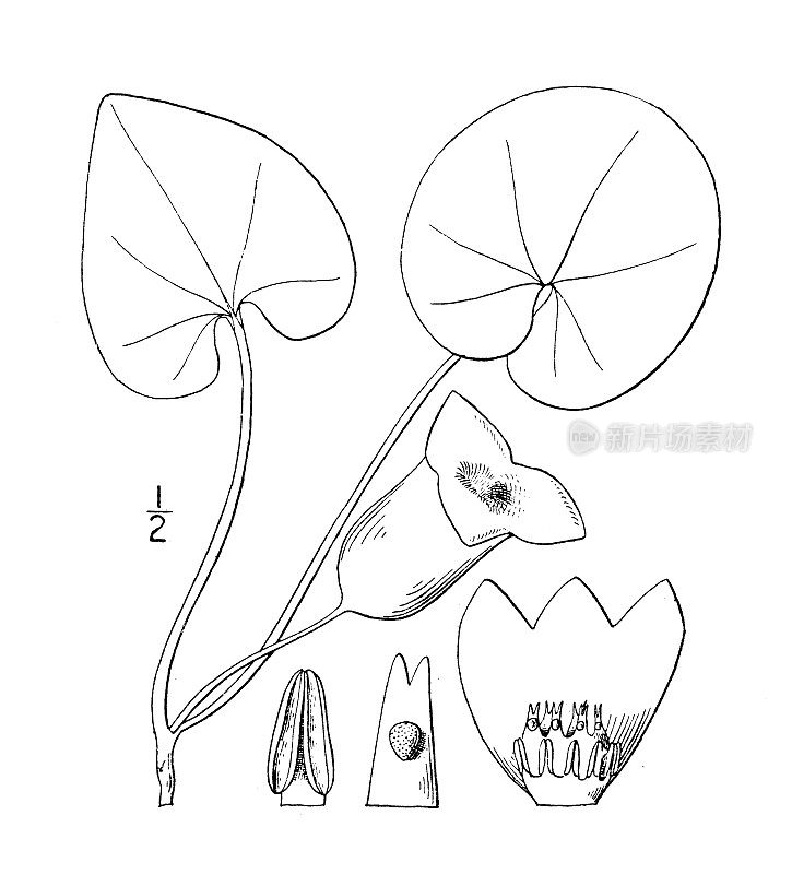 古植物学植物插图:细辛，大花细辛