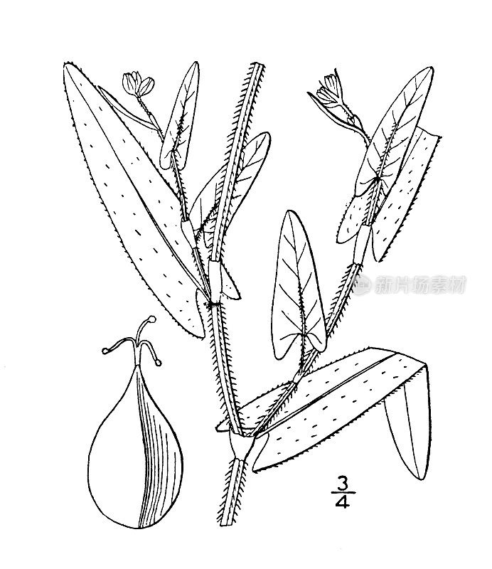 古植物学植物插图:矢状蓼，箭叶撕裂拇指