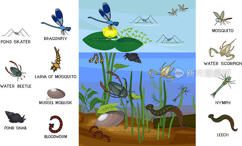 池塘生态系统，不同的无脊椎动物(昆虫、软体动物、水蛭)在其自然栖息地。生物课池塘生态环境结构示意图