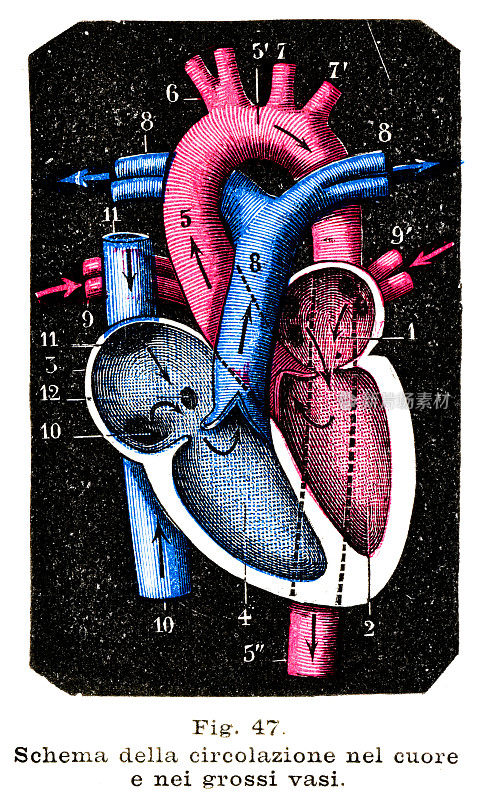 循环心脏系统-解剖雕刻1899