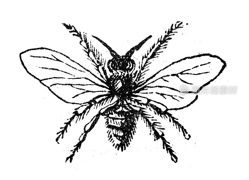 古董雕刻插画:蜜蜂