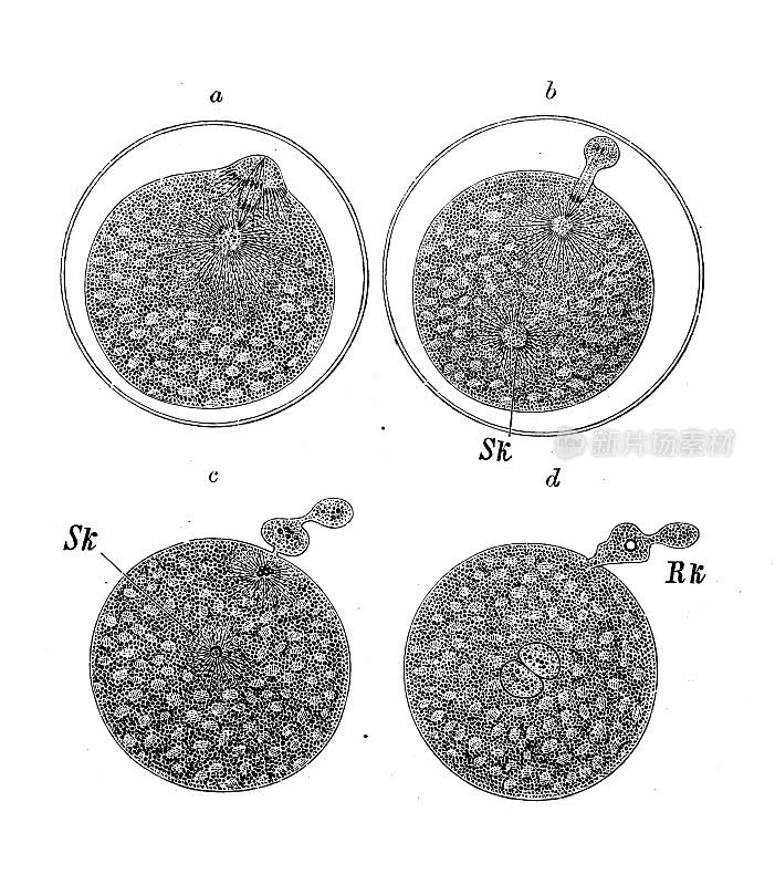 古代生物动物学图像:Nephelis的蛋