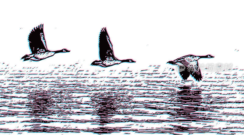 加拿大鹅从湖中起飞与故障技术