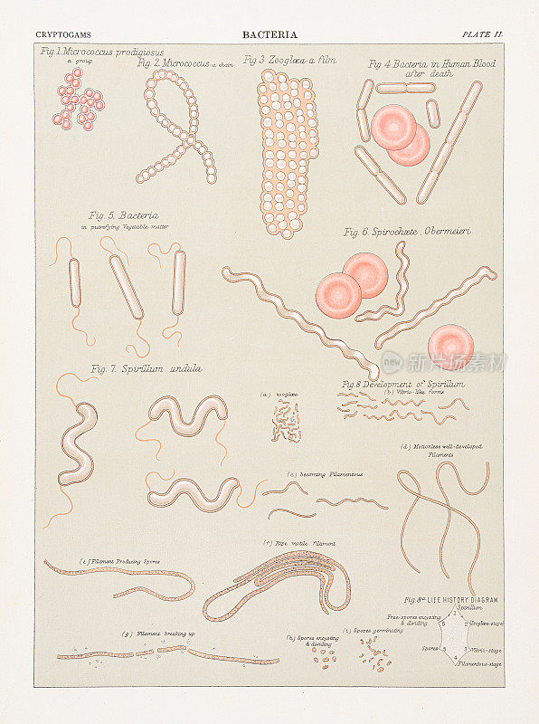 细菌色版印刷1883年