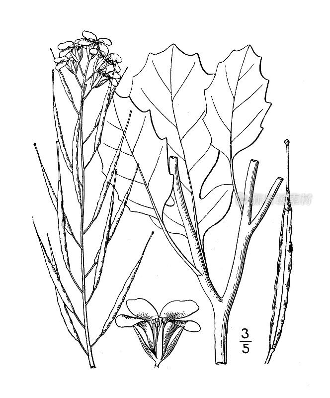 古植物学植物插图:芥菜、芥菜