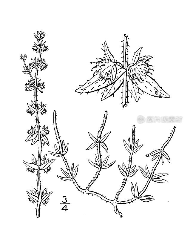 古植物学植物插图:虎尾镓，西南床草