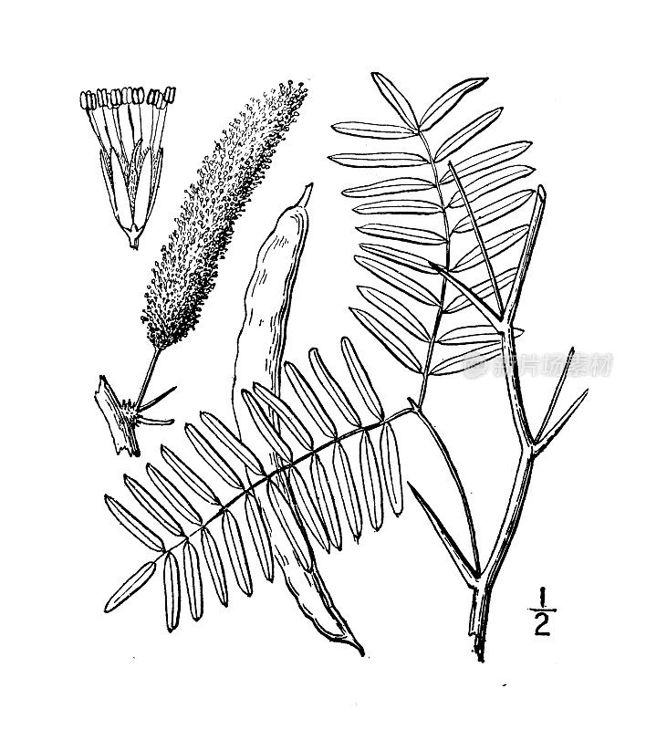 古植物学植物插图:草原牧豆树人鼻部