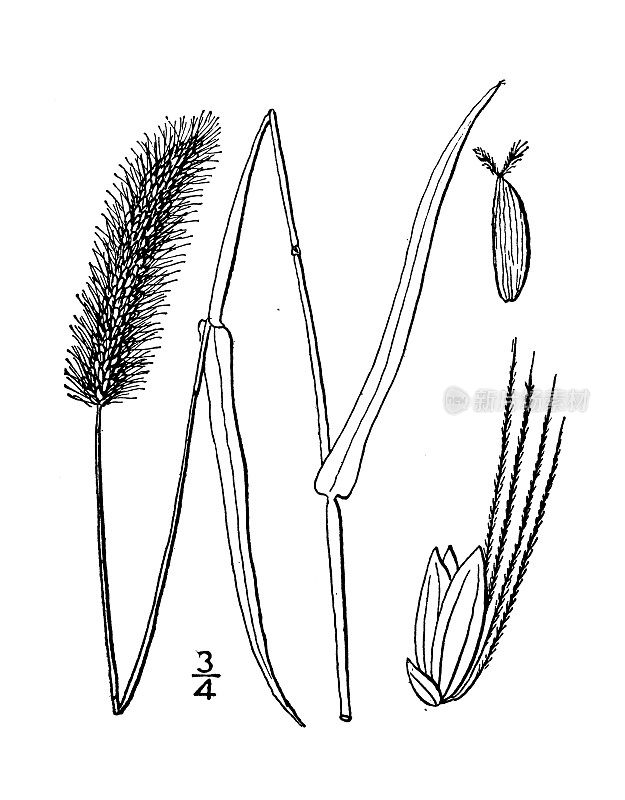 古植物学植物插图:绿草，绿狐尾草