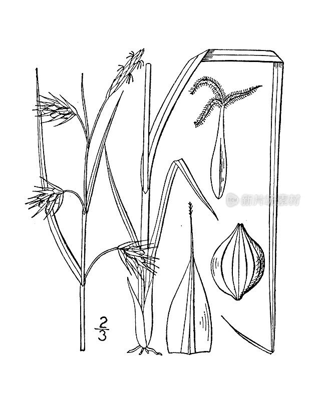 古植物学植物插图:麦哲伦苔草、麦哲伦莎草