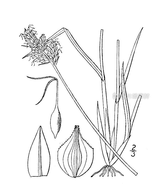 古植物学植物插图:苔草，绿白色莎草