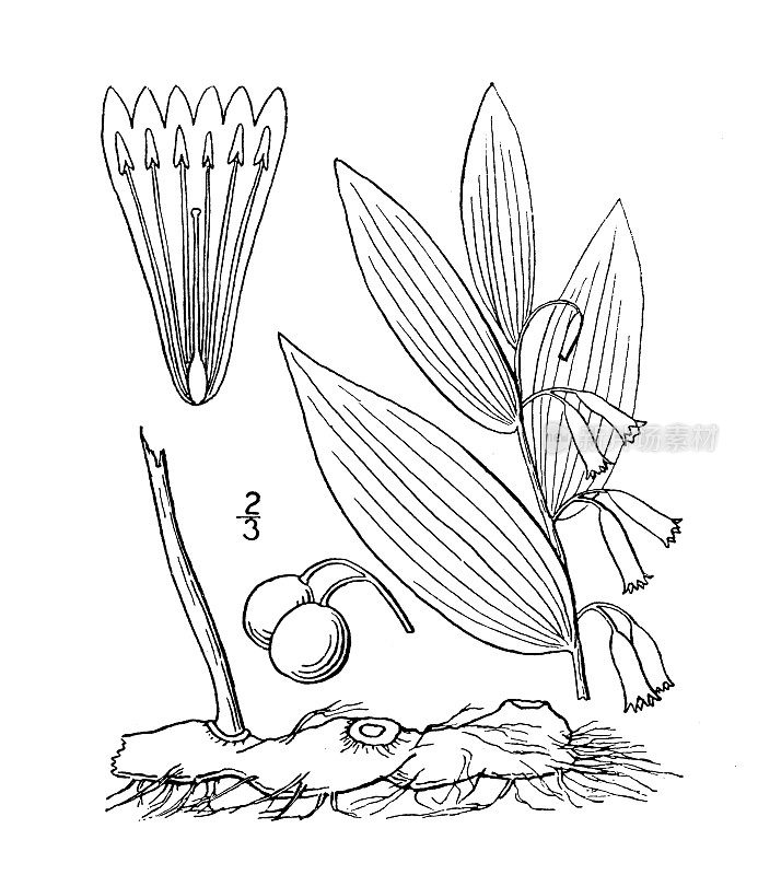 古植物学植物插图:玉竹，光滑所罗门的印章