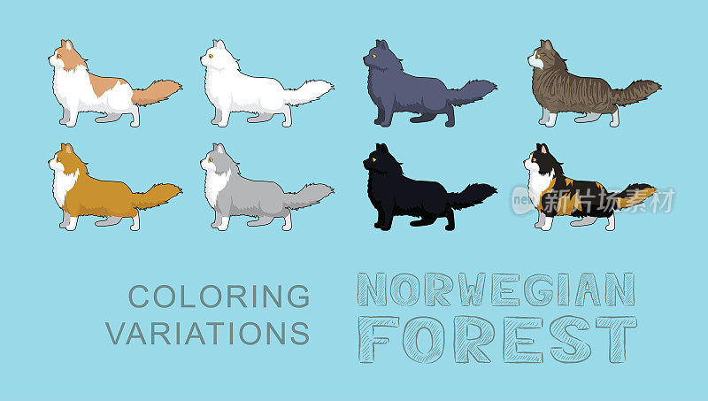 猫挪威森林着色变化矢量插图