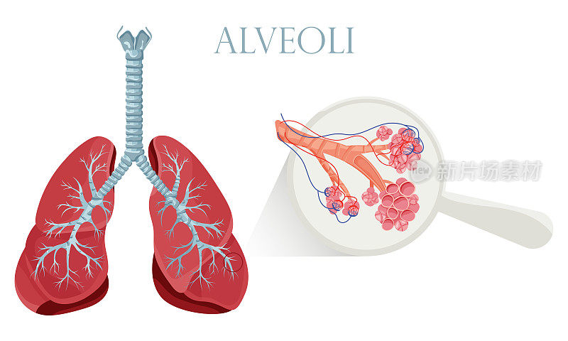 肺有详细的肺泡结构