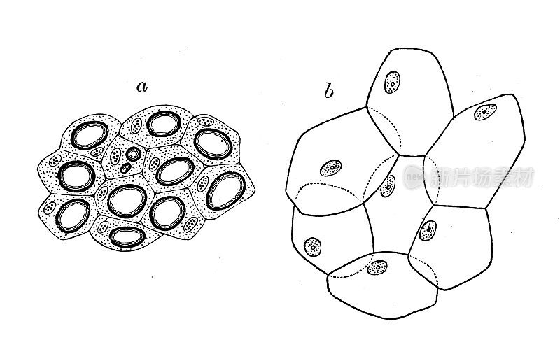 古代生物动物学图像:蝾螈的索达细胞，尼巴利亚的大细胞