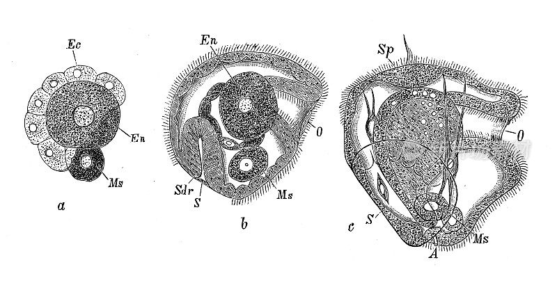 古董生物动物学图像:Teredo，幼虫