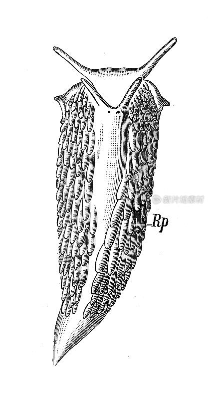 仿古生物动物学图像:风沙