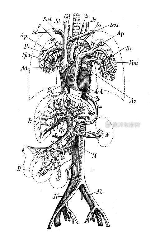 古代生物动物学图像:人体循环系统