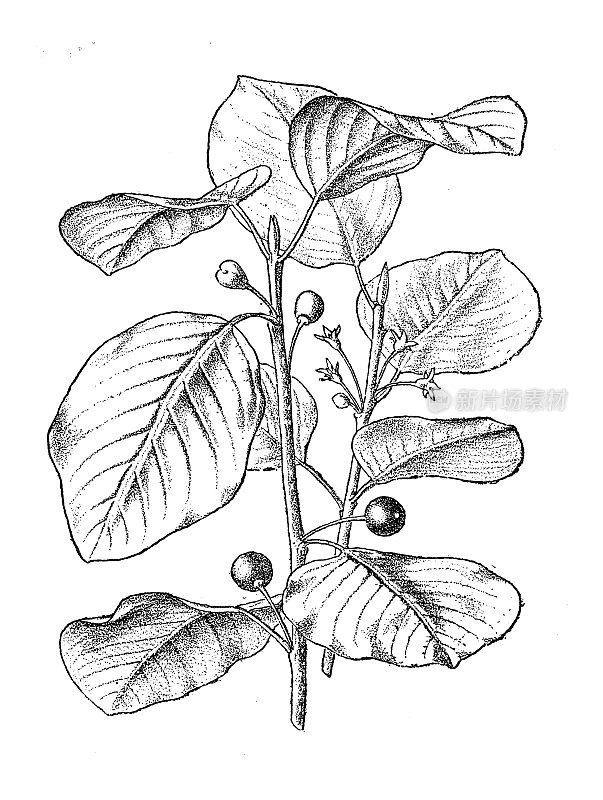 古董植物学插图:鼠李，鼠李