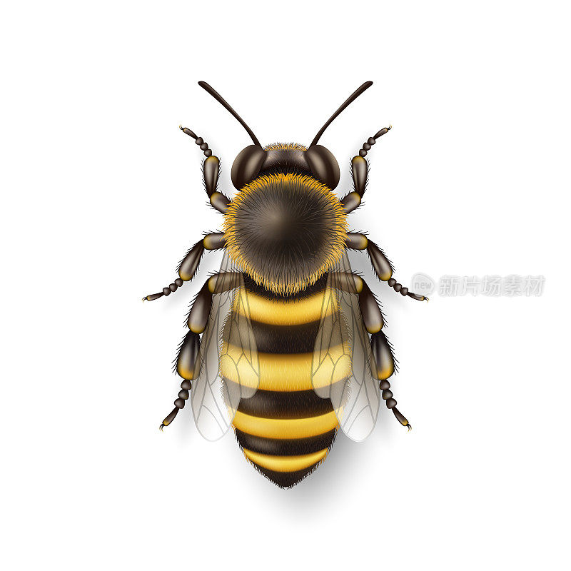 矢量3d现实详细蜜蜂图标特写隔离在白色背景上。蜂王设计模板，在宏观蜜蜂矢量插图，俯视图