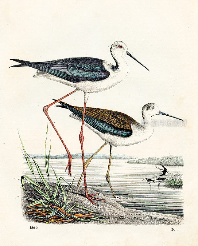 黑翼高跷鸟彩色写真1860
