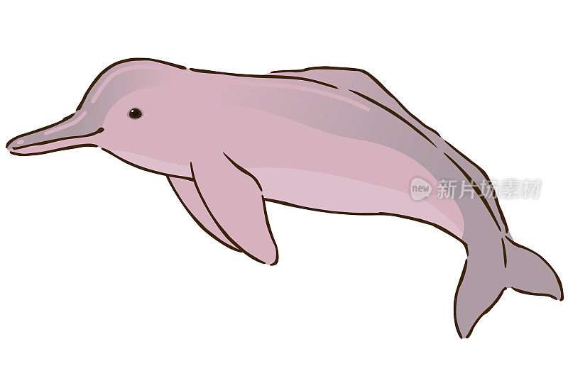 亚马逊河海豚