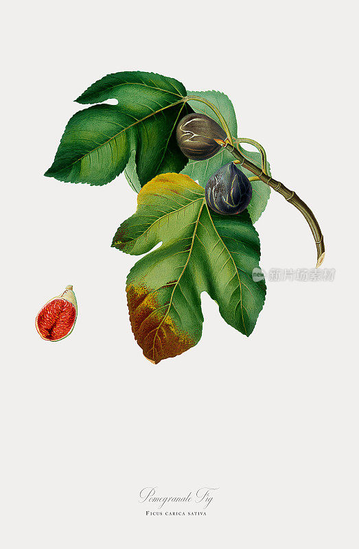 无花果，快乐的无花果，无花果，植物插图，大约1817年