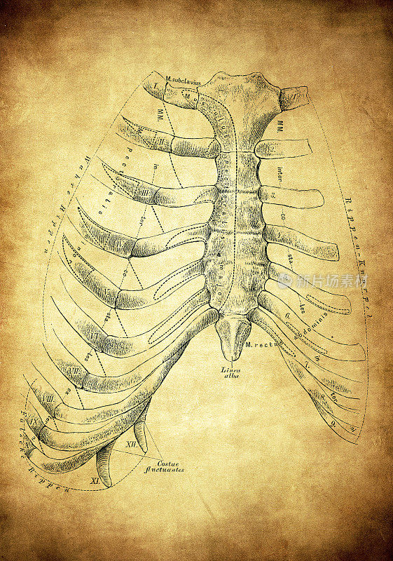 人的胸骨和肋骨