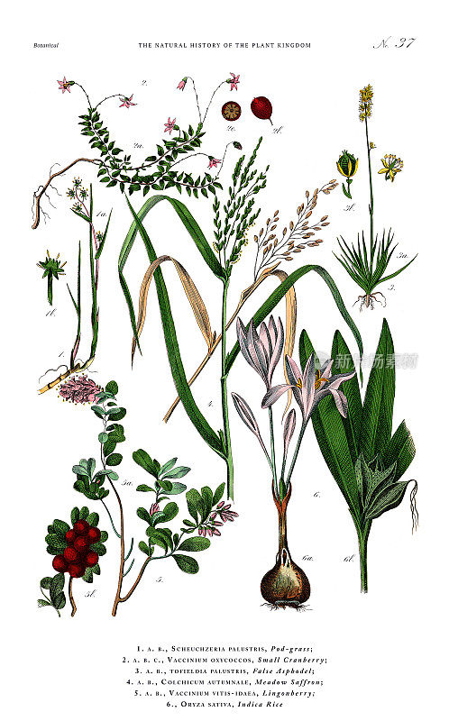 草本和开花植物，植物王国，维多利亚植物插图，大约1853年