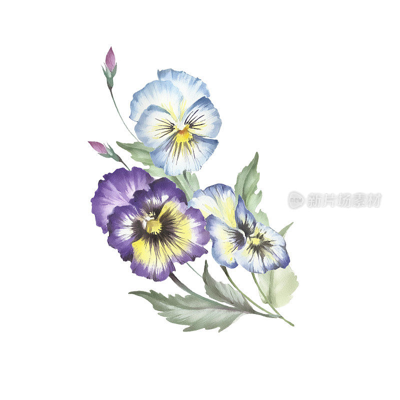 束三色紫罗兰。手绘水彩插图